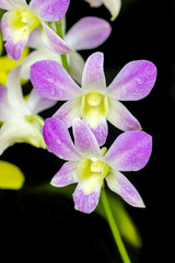 Fototapeta na wymiar Orchid purple color Thai species
