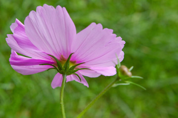 Fototapeta premium Cosmos flower. 