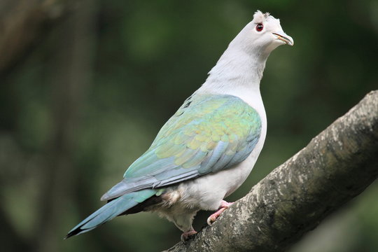 Green Imperial Pigeon, in the aviary of Hong Kong Park