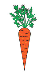 Carrot