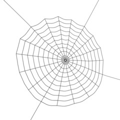 Obraz premium spider web