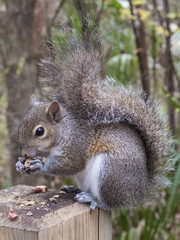 Naklejka na ściany i meble Gray Squirrel Eating a Peanut