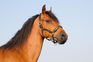 Portrait of a KWPN'er
