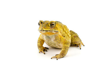 Toad