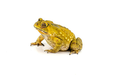 Toad