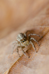jumping spider