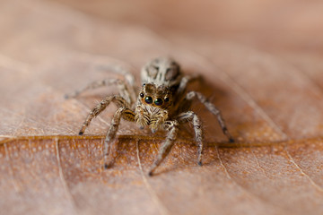 Jumping spider