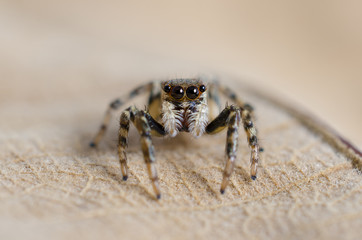Jumping Spider