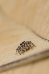 Jumping Spider