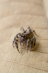 Jumping Spider