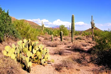 Papier Peint photo Lavable Parc naturel Arizona desert view with saguaro cacti and prickly pear
