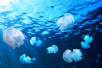 Obraz premium Jellyfishes floating in blue water, Black Sea