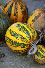 colorful pumpkin: sort Gl Opal