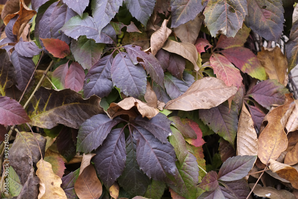 Wall mural dead leaves