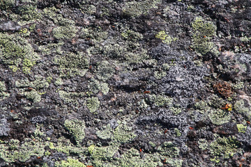 Background with the image of lichen