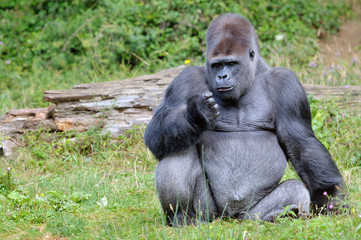 Gorille 