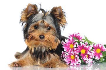 yorkshire terrier puppy with flowers