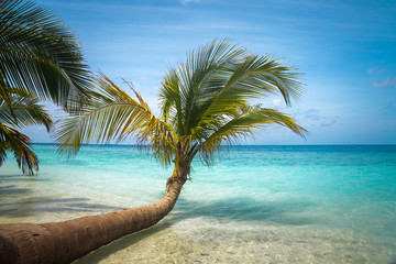 Obraz na płótnie Canvas Untouched tropical beach in Maldives
