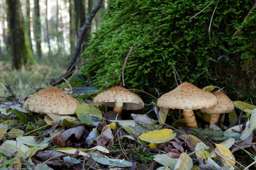 Sparriger Sch&uuml;ppling