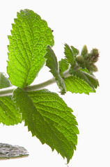 Fresh peppermint plant on white background. 
