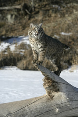 Naklejka premium Bobcat (blue)