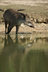 Brazilian tapir, Tapirus terrestris,