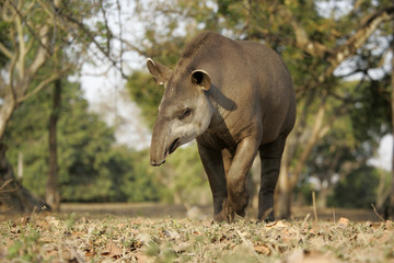 Obraz na płótnie Canvas Brazilian tapir, Tapirus terrestris,