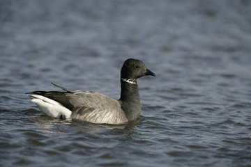 Brent goose, dark-bellied, Branta bernicla