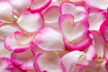 Fototapeta na wymiar Pink rose petals background. 