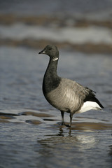 Brent goose, dark-bellied, Branta bernicla