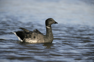 Brent goose, dark-bellied, Branta bernicla