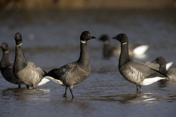 Brent goose, dark-bellied, Branta bernicla