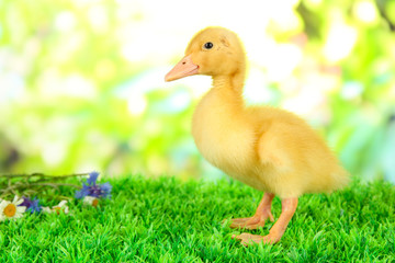 Cute duckling on green grass, on bright background