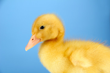 Cute duckling on blue background