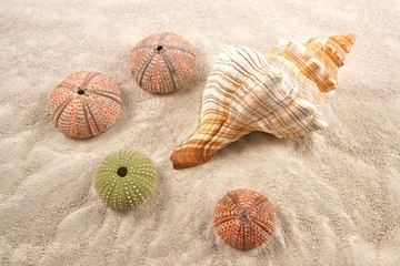 Shell and Dried Sea Urchins on the sand as background