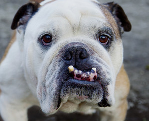 English Bulldog