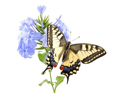 Old World Swallowtail (Papilio machaon) butterfly