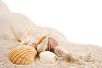 Fototapeta na wymiar Muszle, Koral i suszone jeżowce na piasku jako tło
