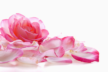 Pink rose petals and rose .