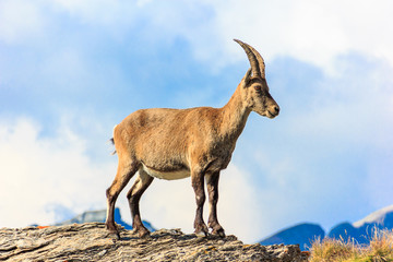 Stambecco in montagna su roccia