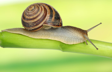 Snail crawling on green stem of plant on bright background