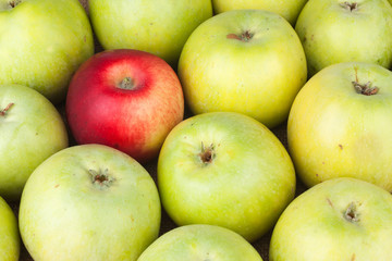 Red apple among green apples lying on sackcloth