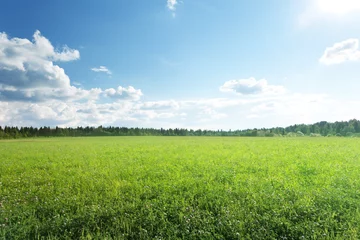 Fotobehang field of grass and perfect sky © Iakov Kalinin