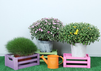 Flowers in pots with boxes and watering can