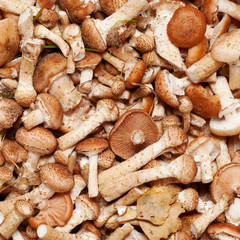 Mushrooms honey (Armillaria mellea) background