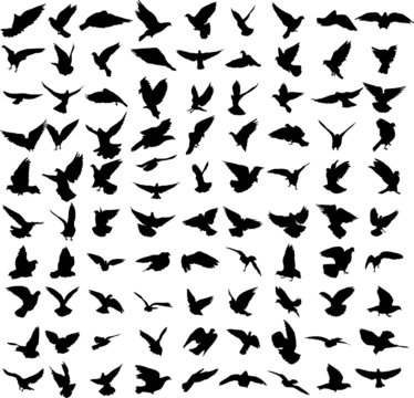 Set of 91 silhouettes of birds