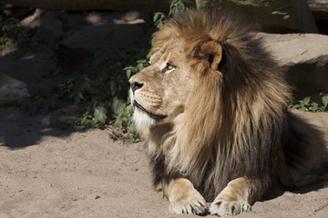 Lions portrait