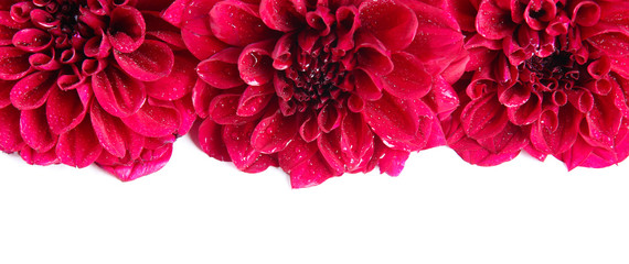 Dahlia flowers, isolated on white