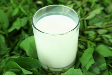 Glass of milk on grass