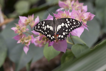 Naklejka na ściany i meble Beautiful Black and white tropical butterfly